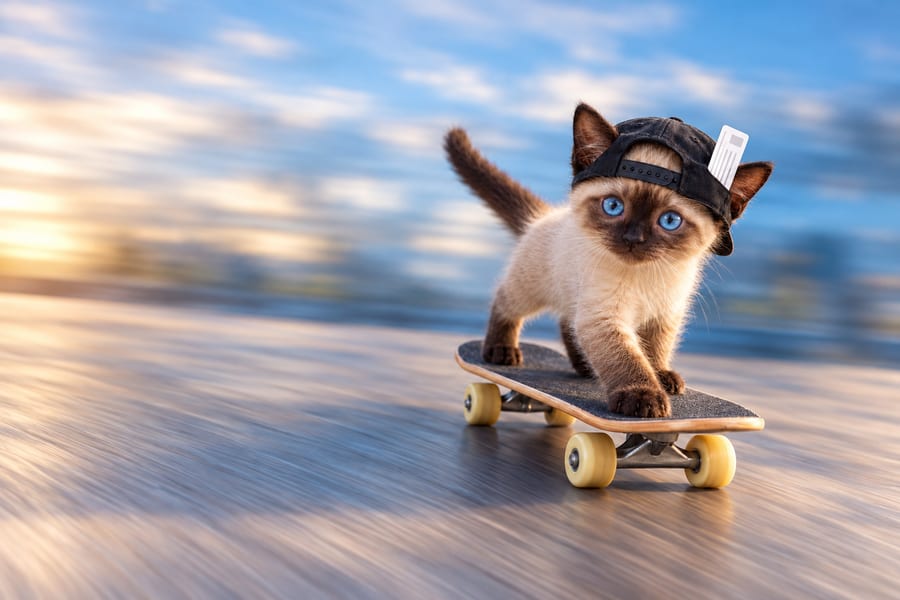 Photographic-style orange tabby kitten riding a black skateboard with a pale wooden edge and light yellow wheels against a motion-blurred blue-gray background. One white boarding pass with simple printed rows and no airline branding is tucked into the side band of its backward black cap.